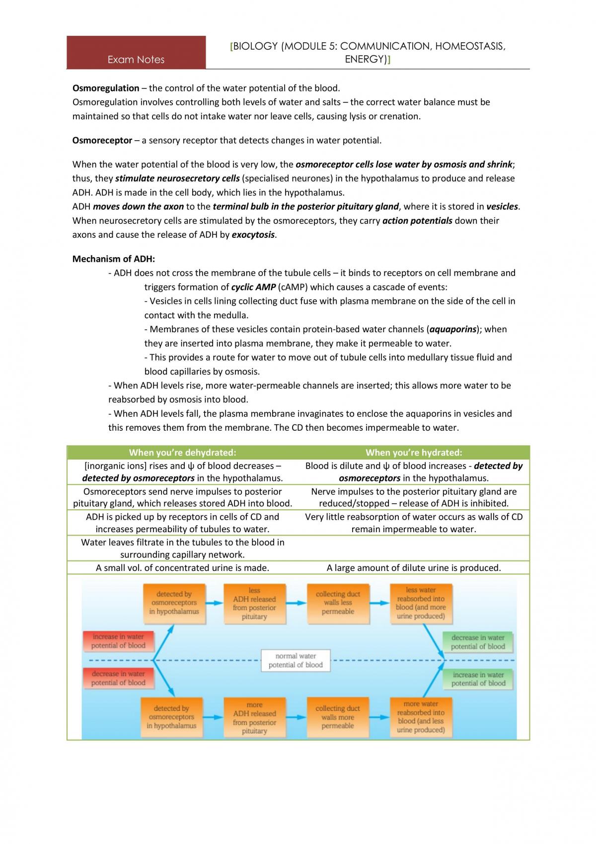 Biology A-Level - Complete Study Notes for AS & A2 - Page 80