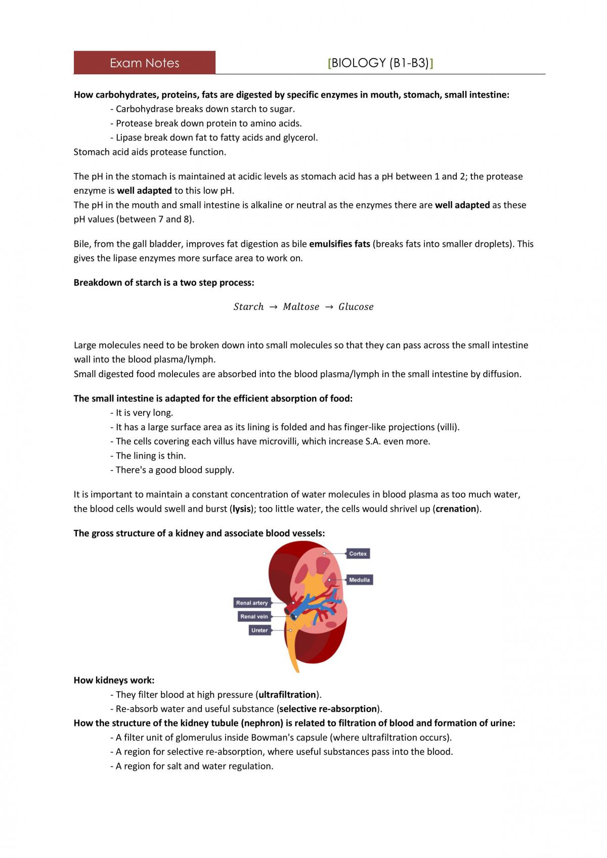 OCR GCSE Biology - Complete Study Notes - Page 30