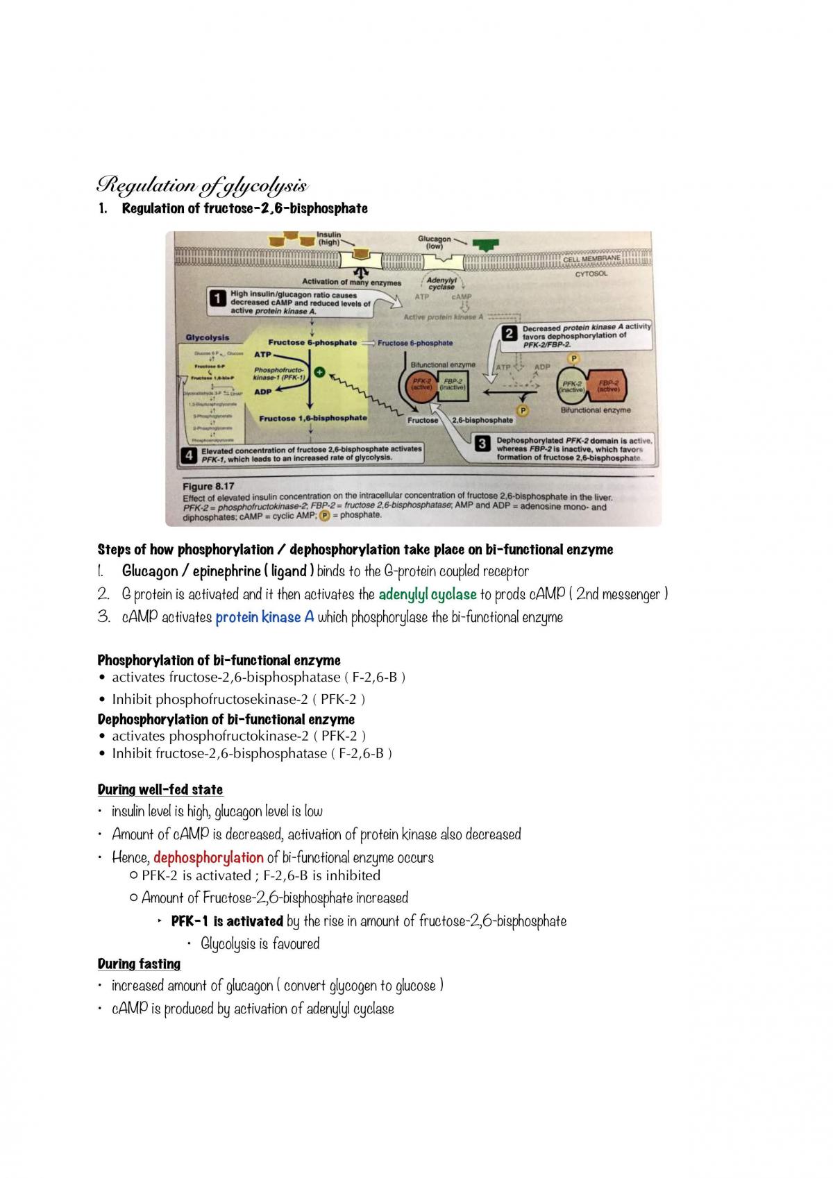 Basic Medical Sciences: Biochemistry Notes - Page 44