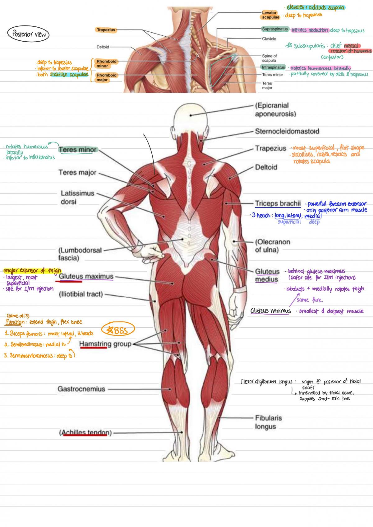 Muscles of the upper arm  Human Anatomy and Physiology Lab (BSB