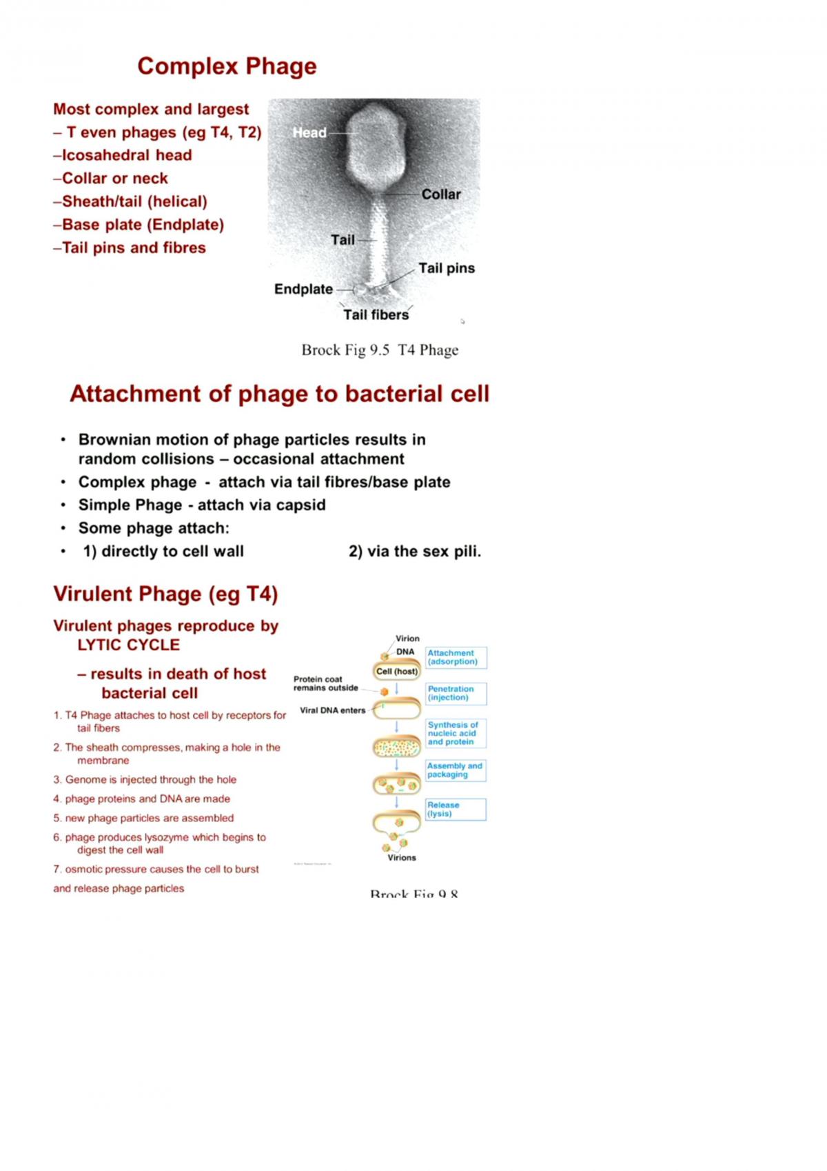 Exam Notes for MICR2000 - Page 27