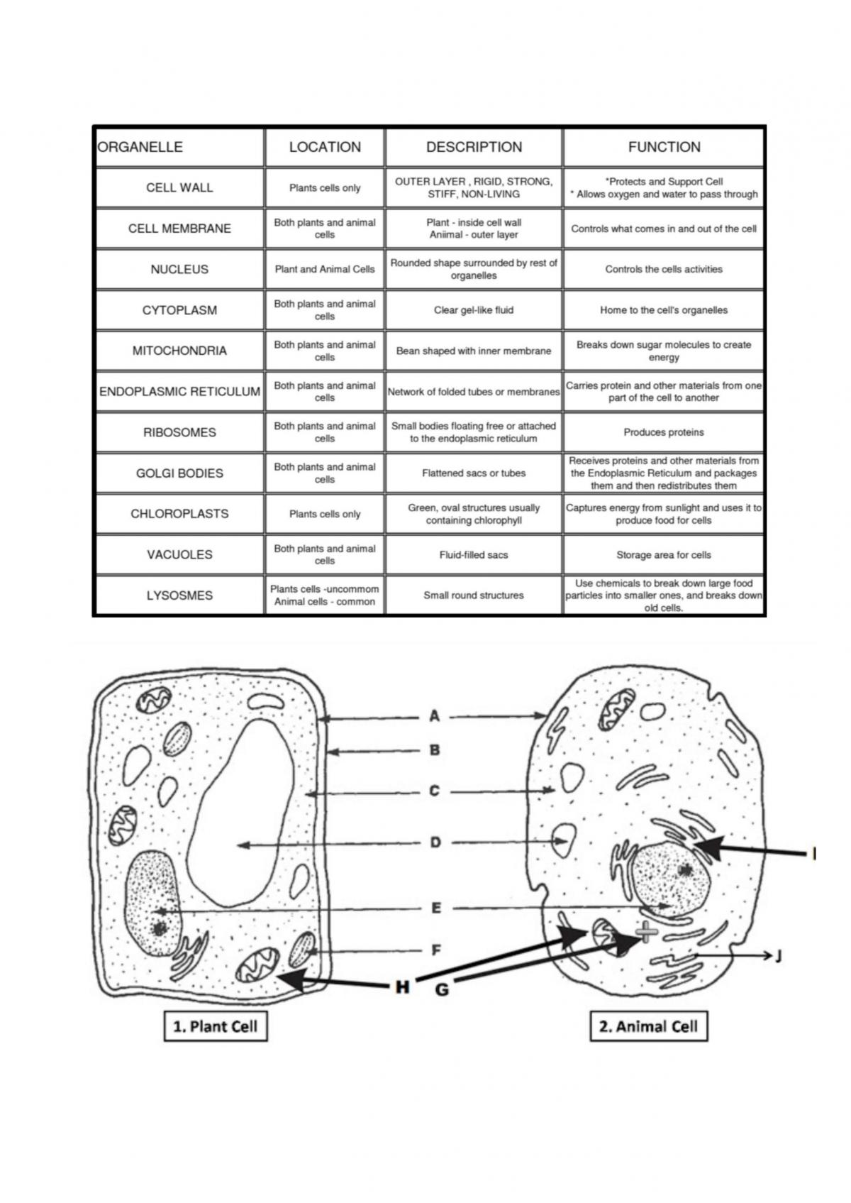 Module One Cells as the Basis of Life Full Notes - Page 10