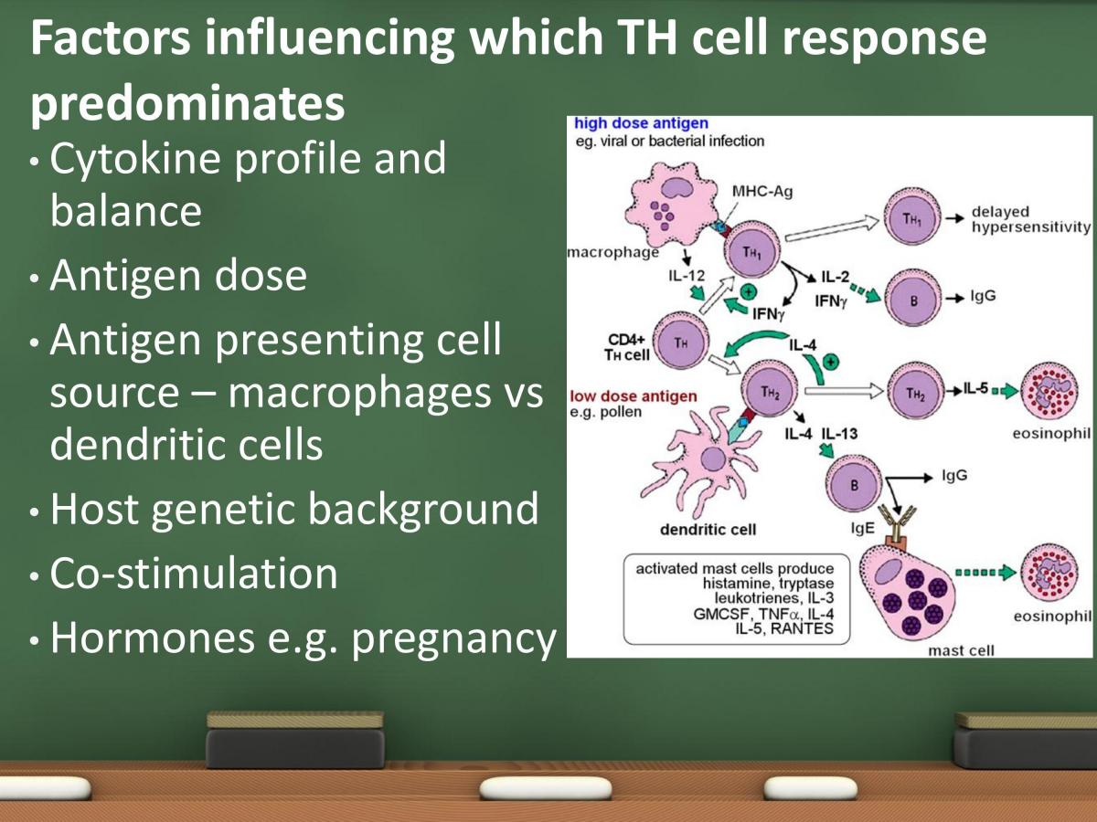 Immunology Study Notes - Page 57