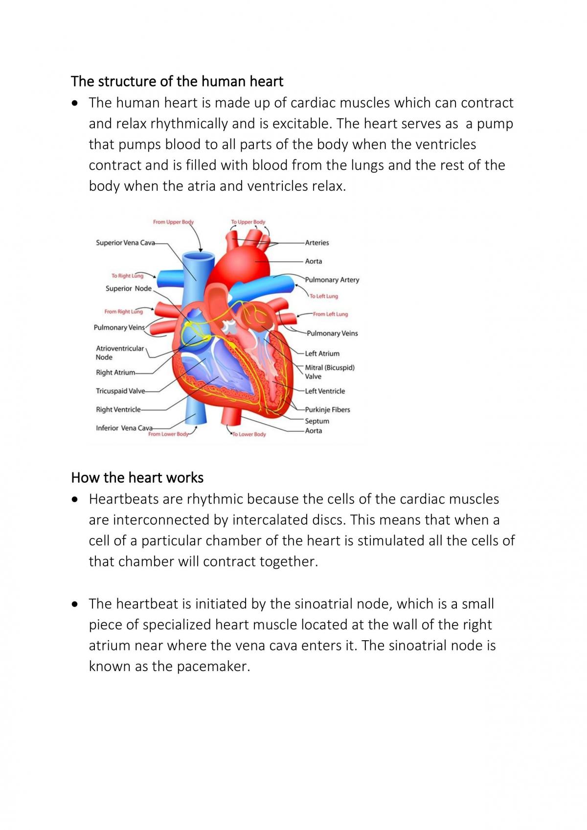 Transport in animals  - Page 7