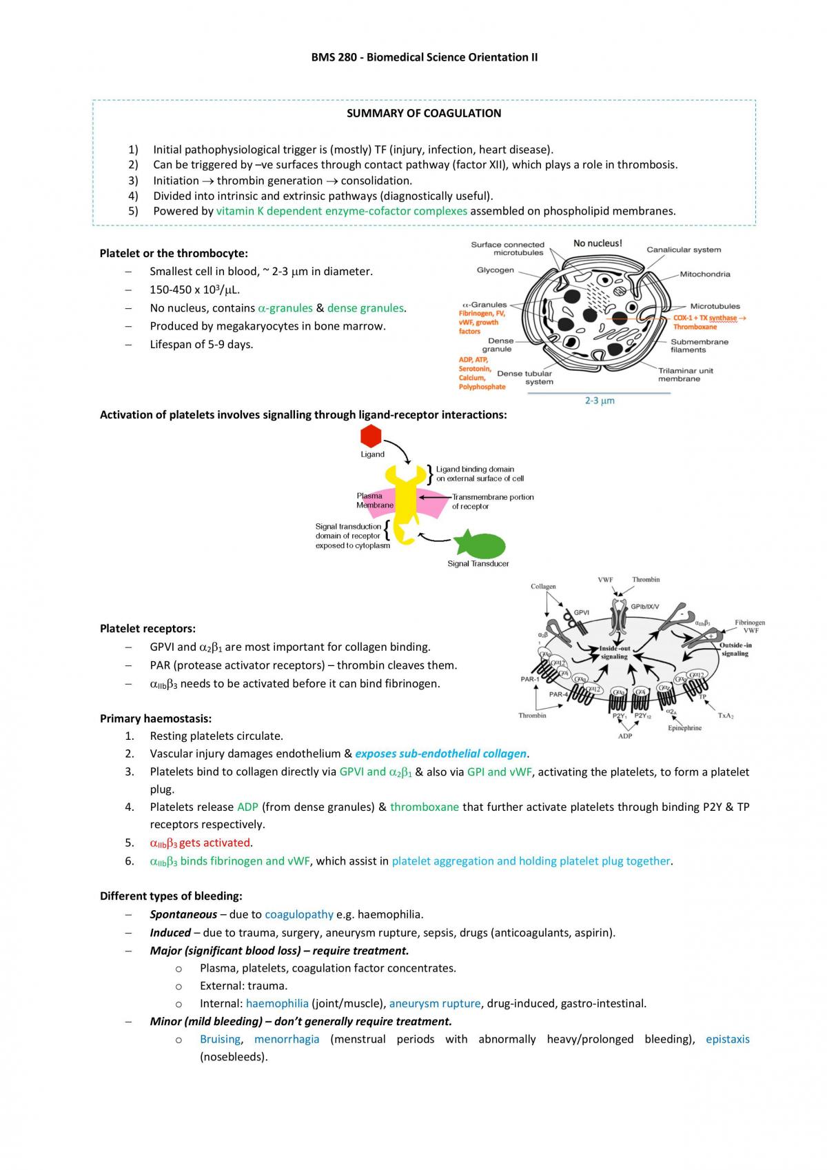 BMS 280 Summary - Page 33