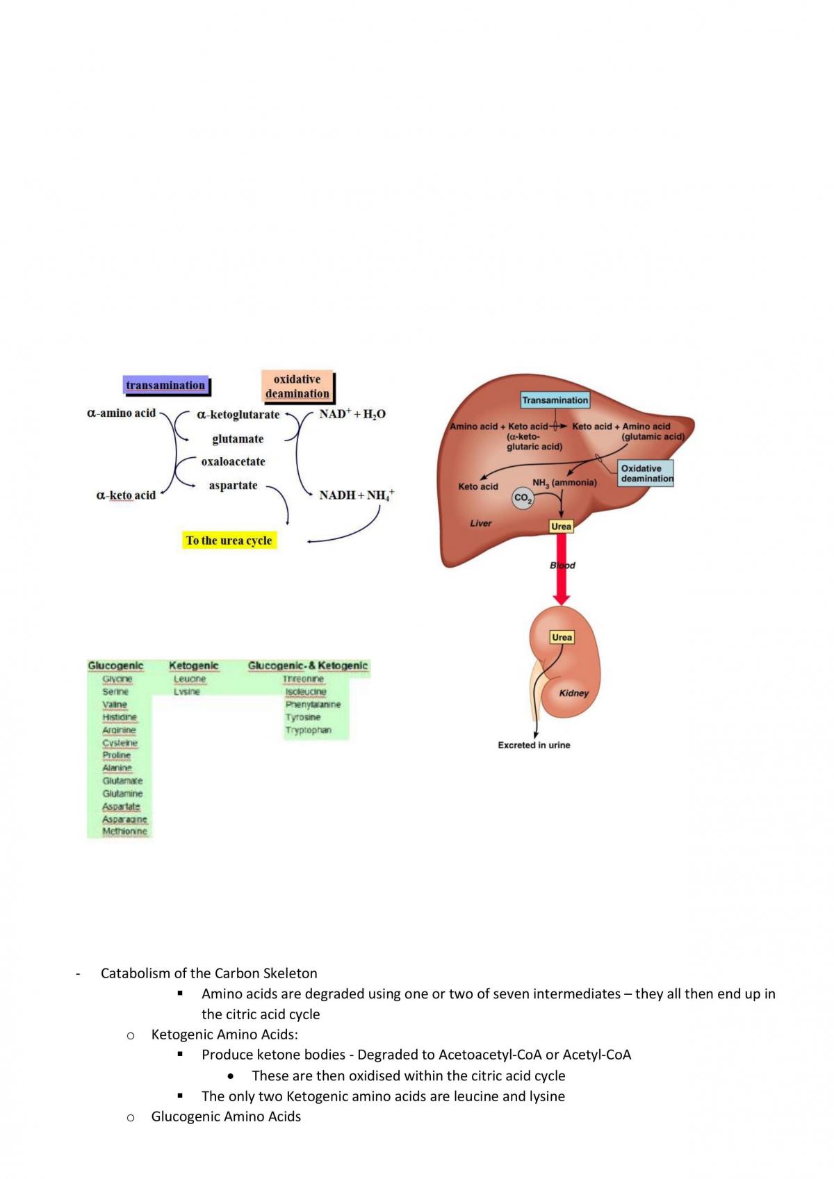Metabolism Notes - Page 29