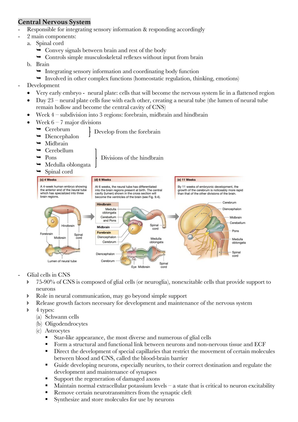 Physiology notes - Page 25