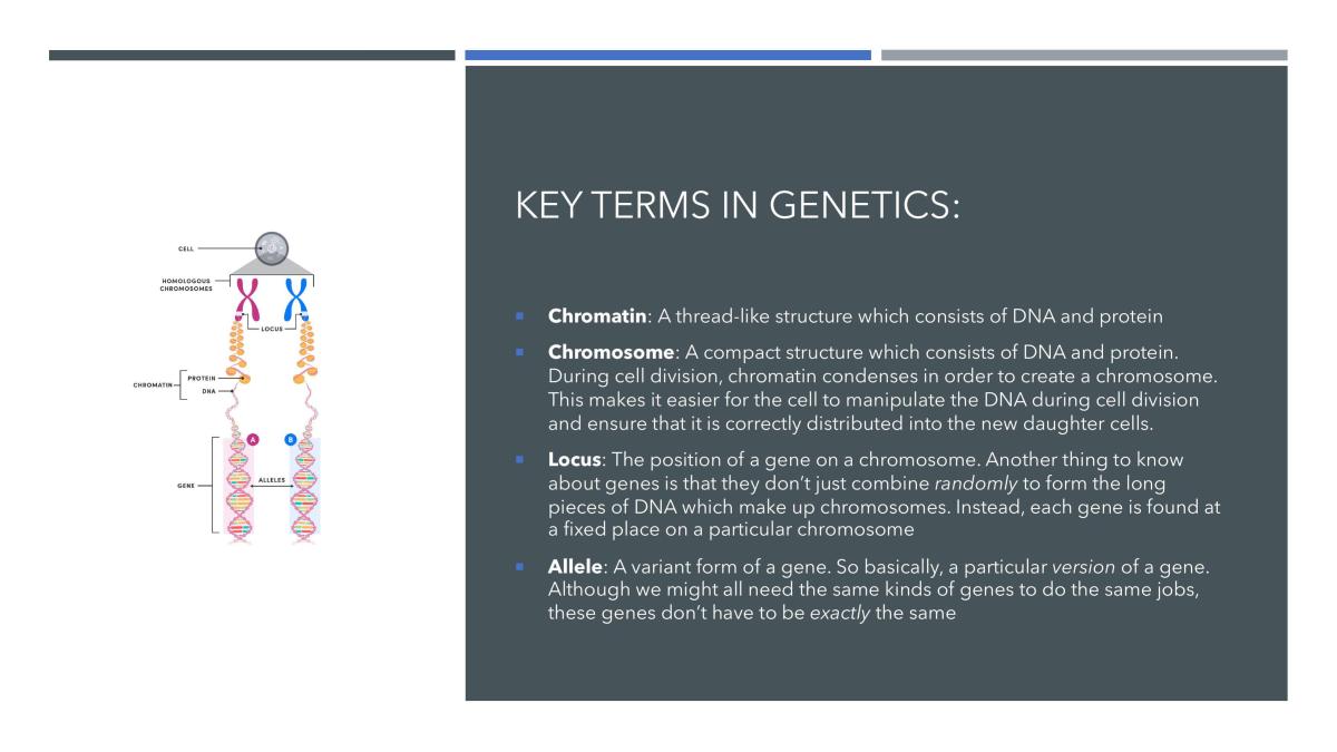 DNA and Proteins Notes  - Page 3