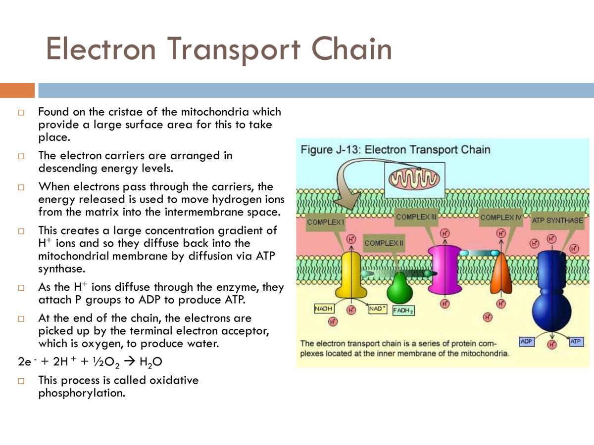 WJEC A2 Biology notes - Page 27