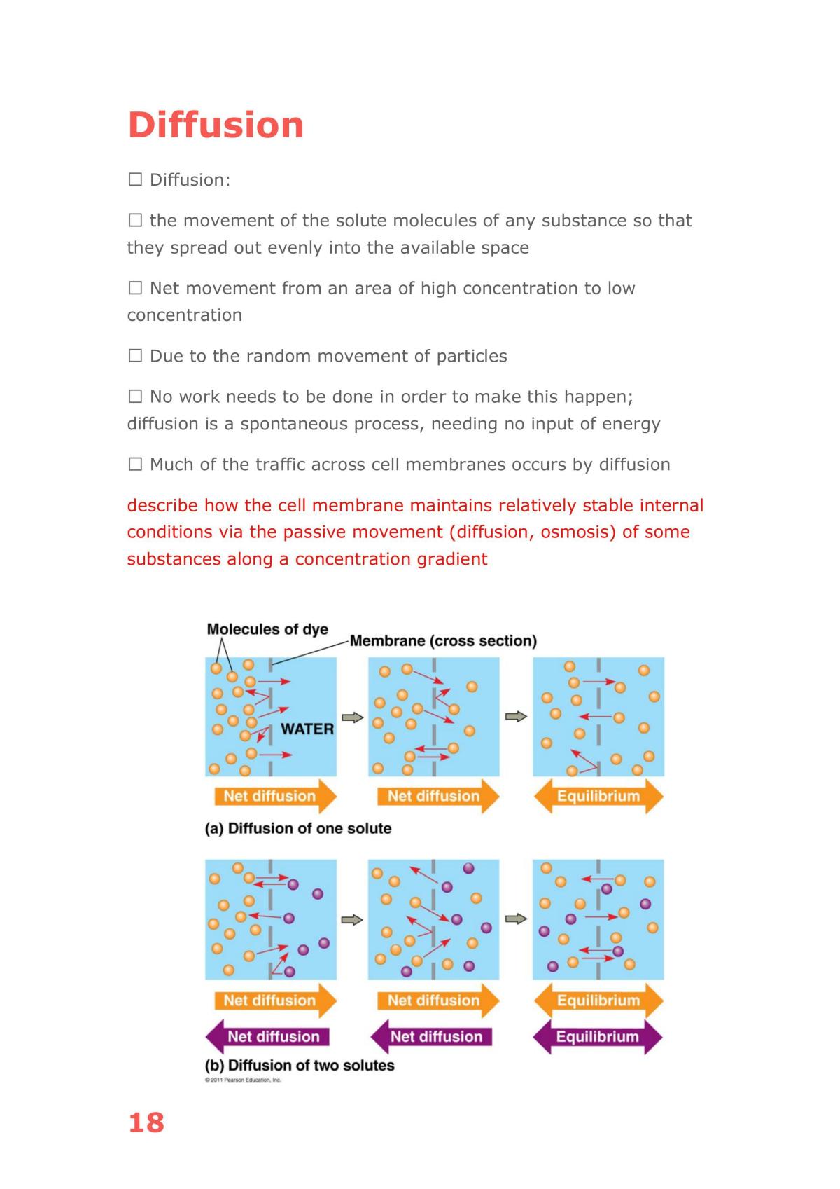Bio notes term 1 Y11 - Page 18