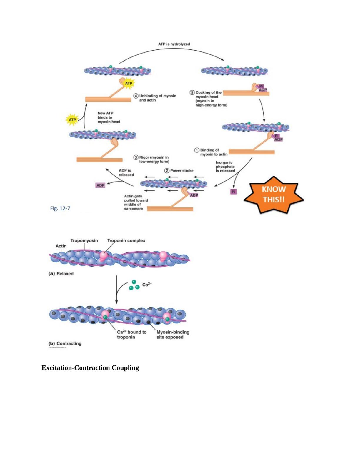Complete Study Notes - BIO 2A03 - Page 85