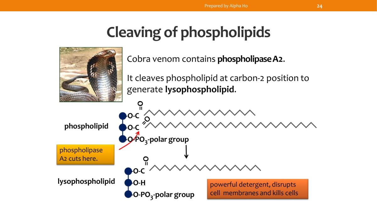 Biochemistry: Lipids - Page 23