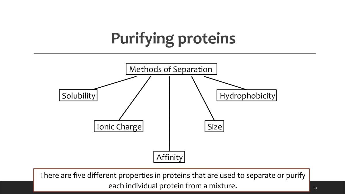 Biochemistry: Proteins - Page 54