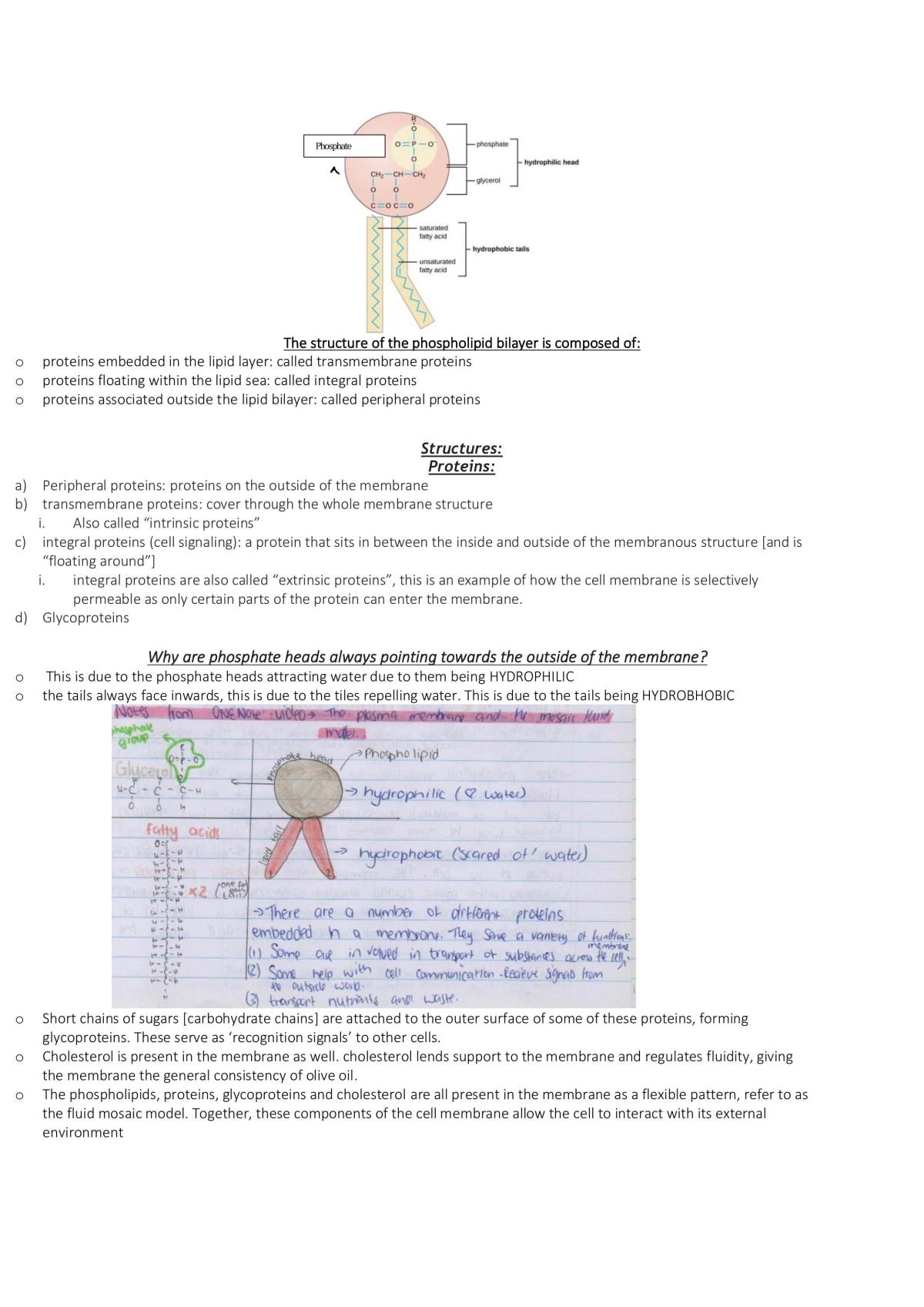 Ncea Level 2 Biology Full Study Notes - Page 20