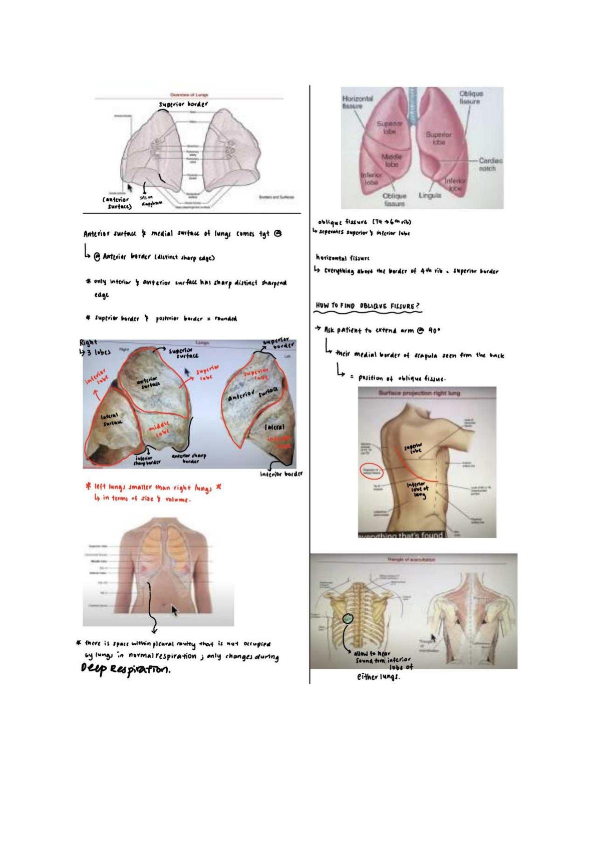 Respiratory System Notes - Page 23
