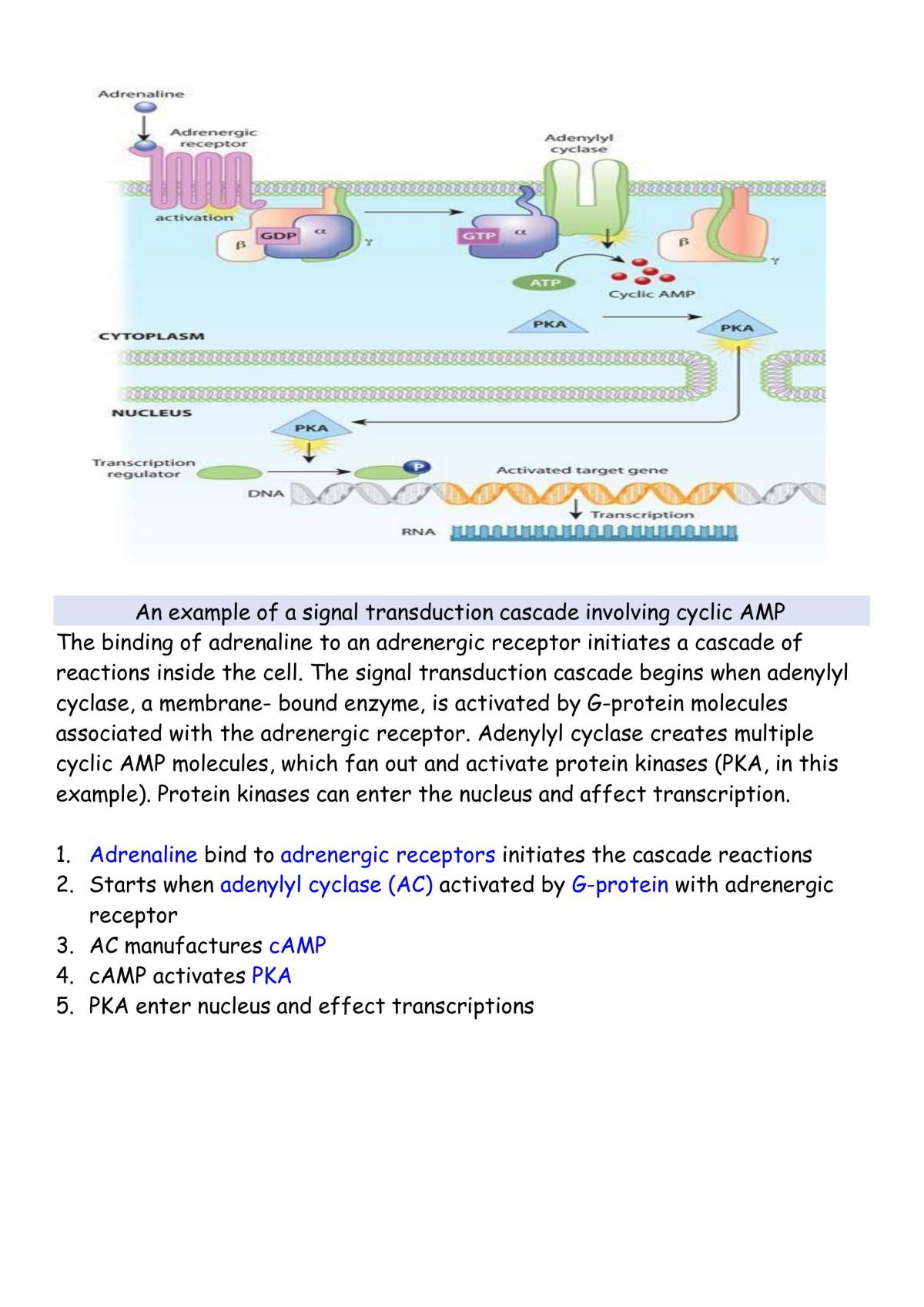 Cell Structure and Dynamics Notes - Page 38