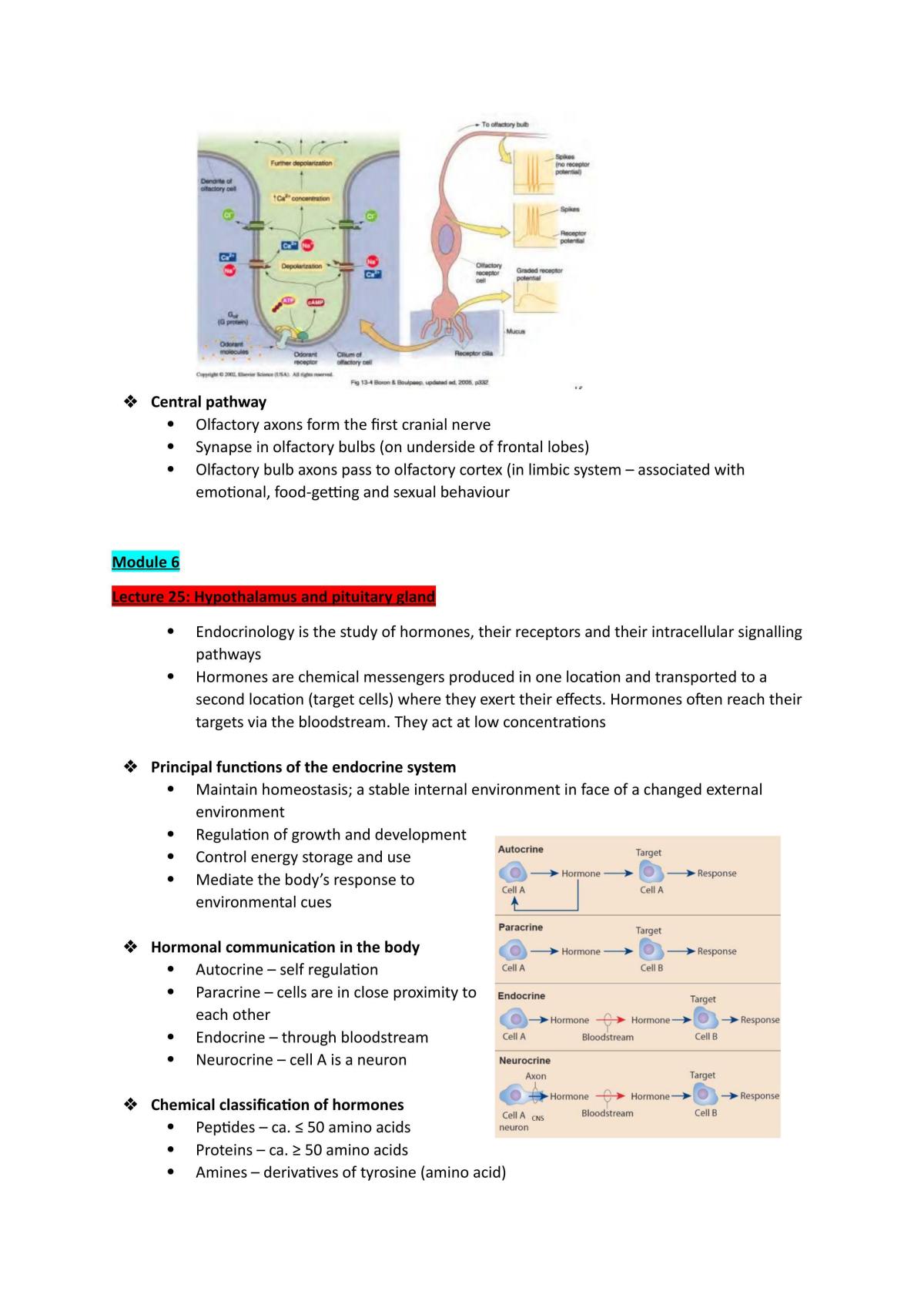 Neurophysiology Study Guide - Page 64
