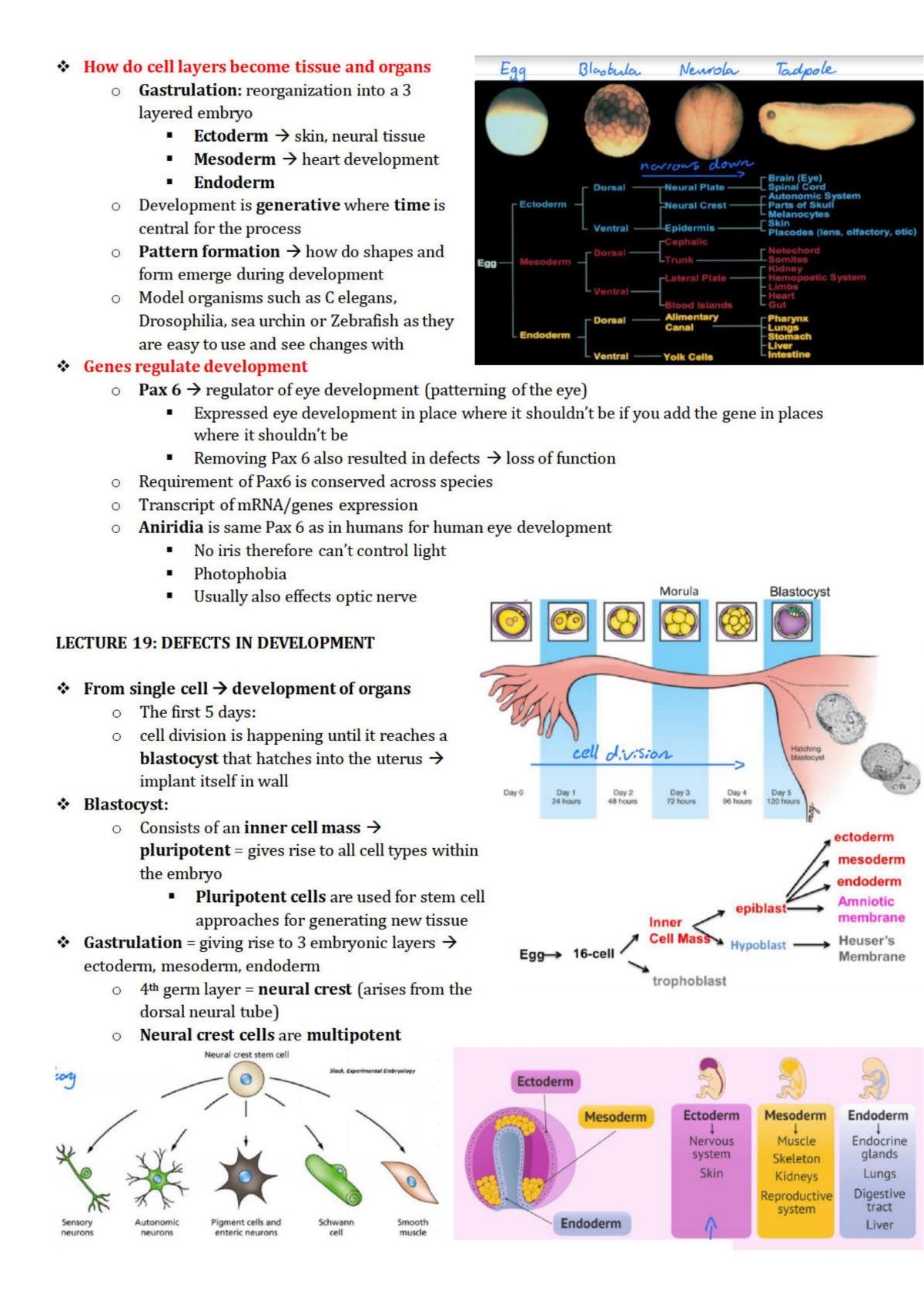 Cell Biology and Neuroscience Study Guide - Page 22