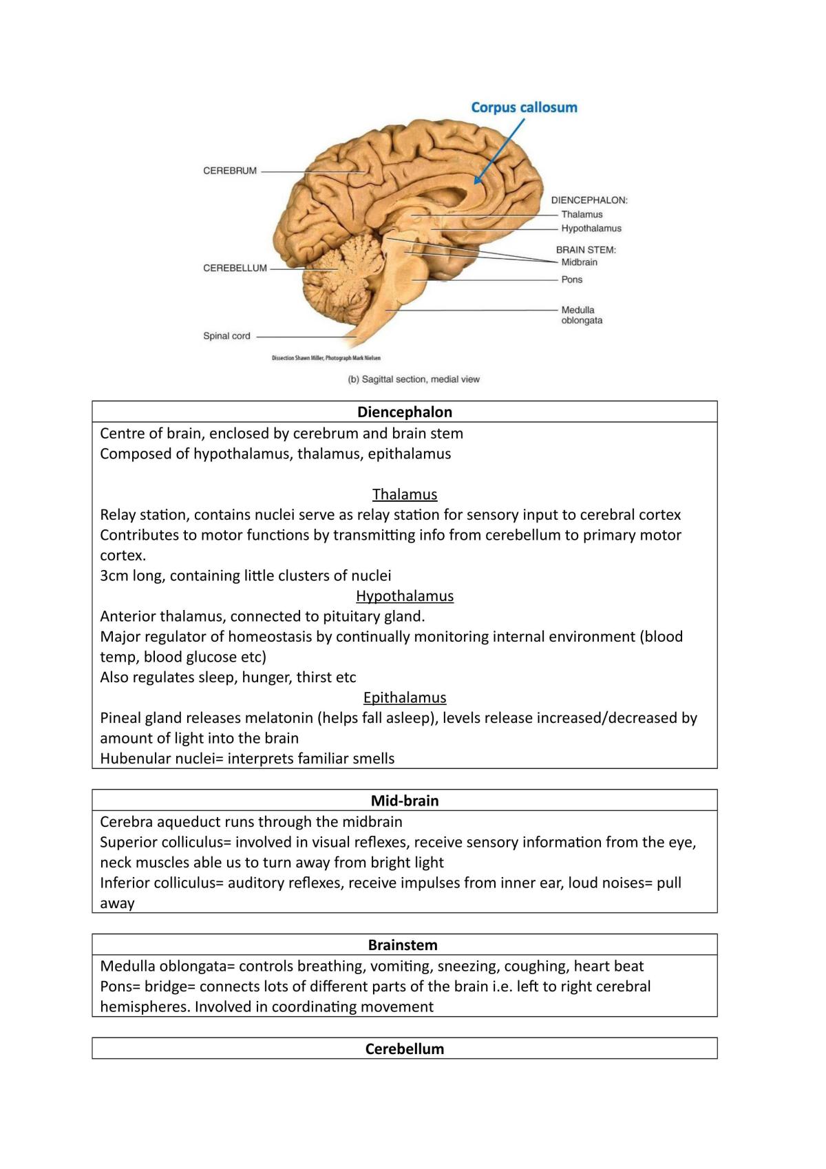 Regional Anatomy and Physiology Study Guide - Page 27