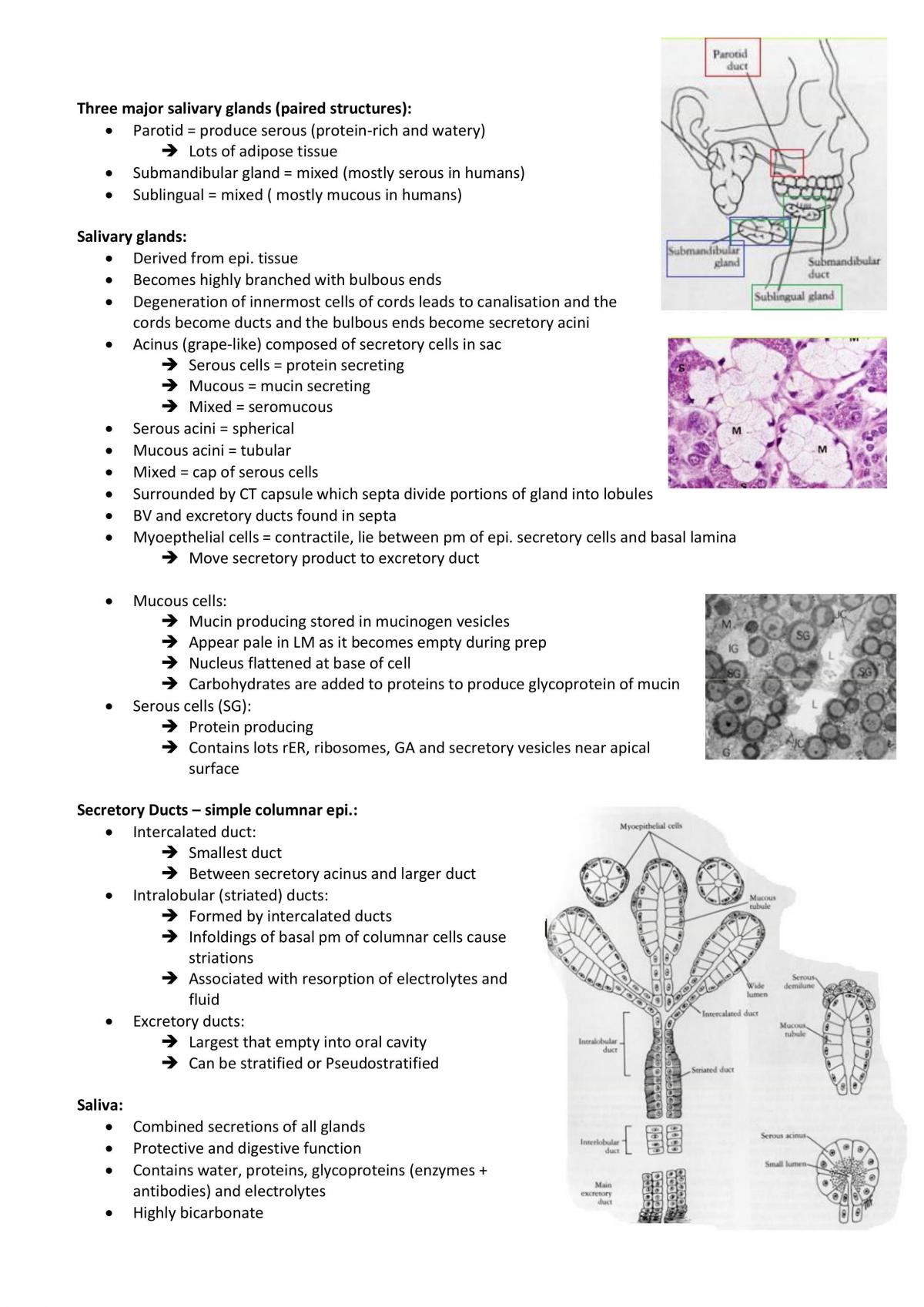 ANAT2008 Complete Lecture Notes  - Page 51