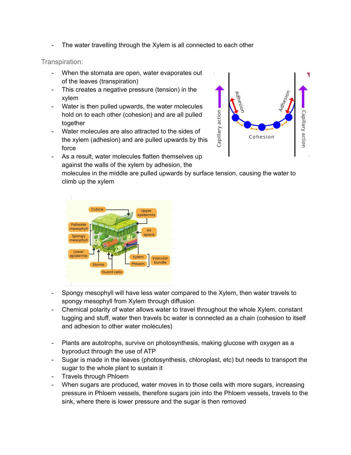 Biology Yearly Notes - Page 33