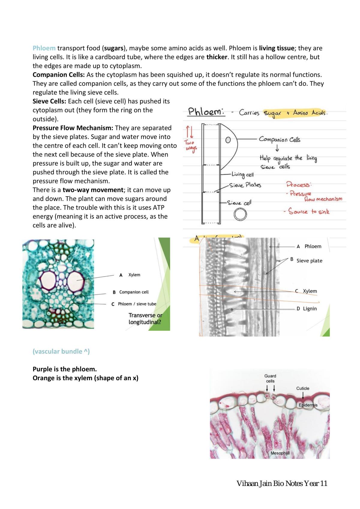 Year 11 Biology Complete Syllabus Notes - Page 19