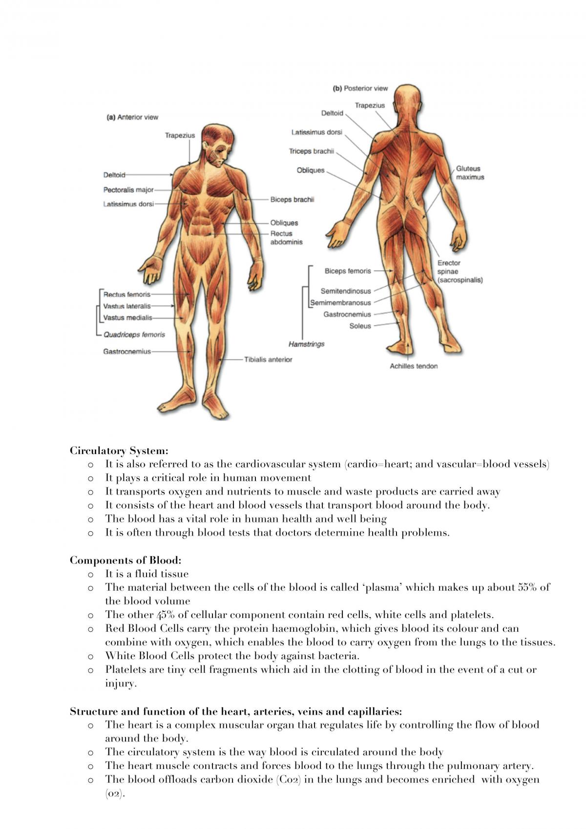 Year 12 Yearly PE notes - Page 24