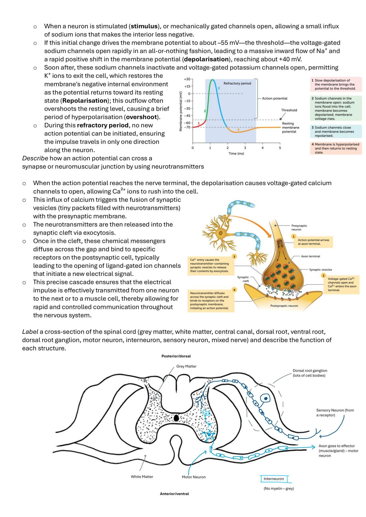 Human Bio U3&4 Notes and Palm Cards - Page 3