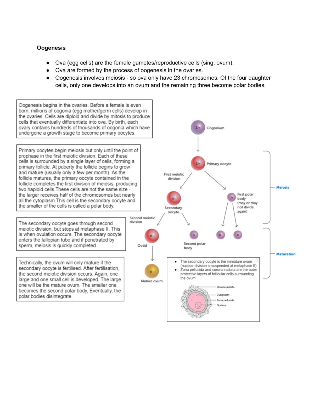 ATAR Human Bio Unit 2 Full Notes - Page 16