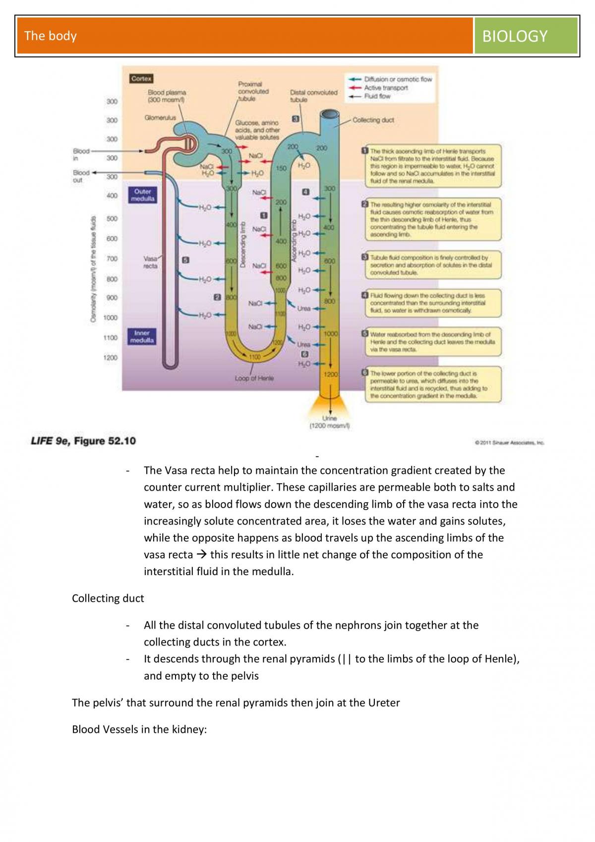 BIOL10002 the body  notes - Page 44
