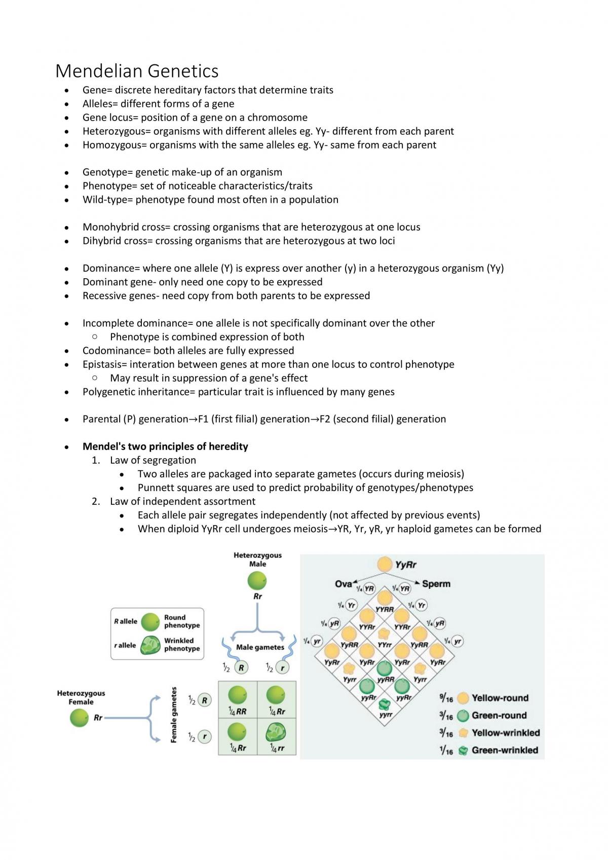 1041SCG Biological Systems Semester Summary - Page 3