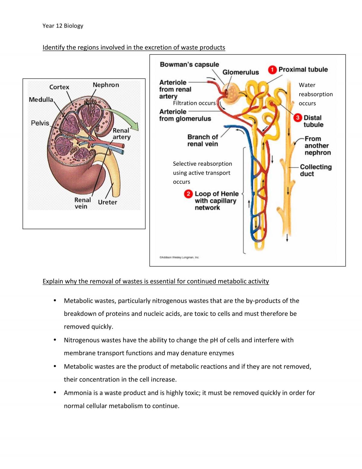 Maintaining a Balance Study Notes - Page 18