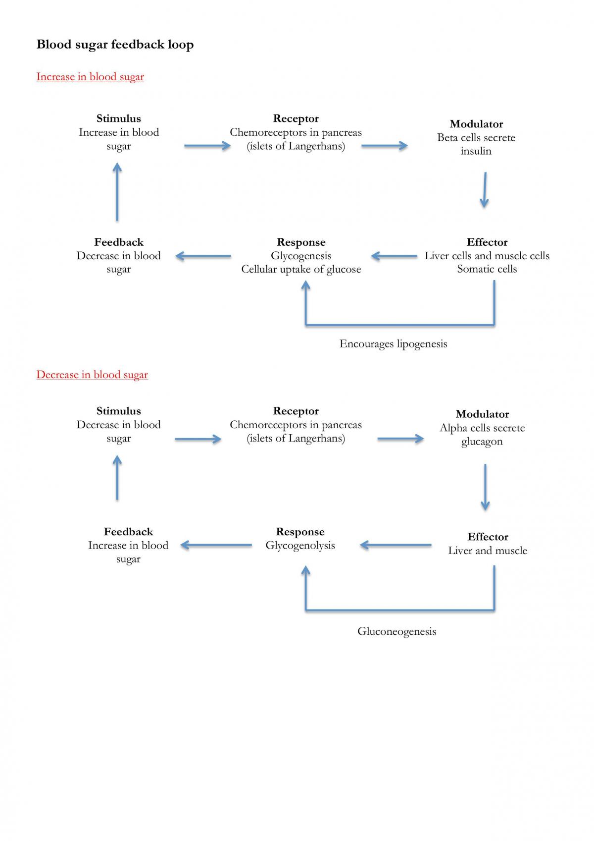 Homeostasis Notes - Page 19