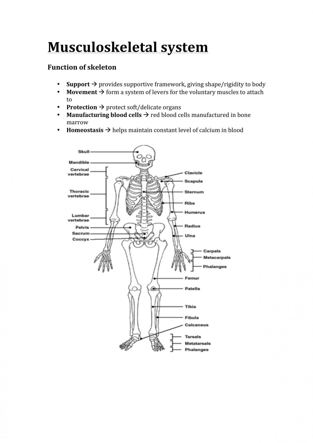 Circulatory System Notes - Page 26