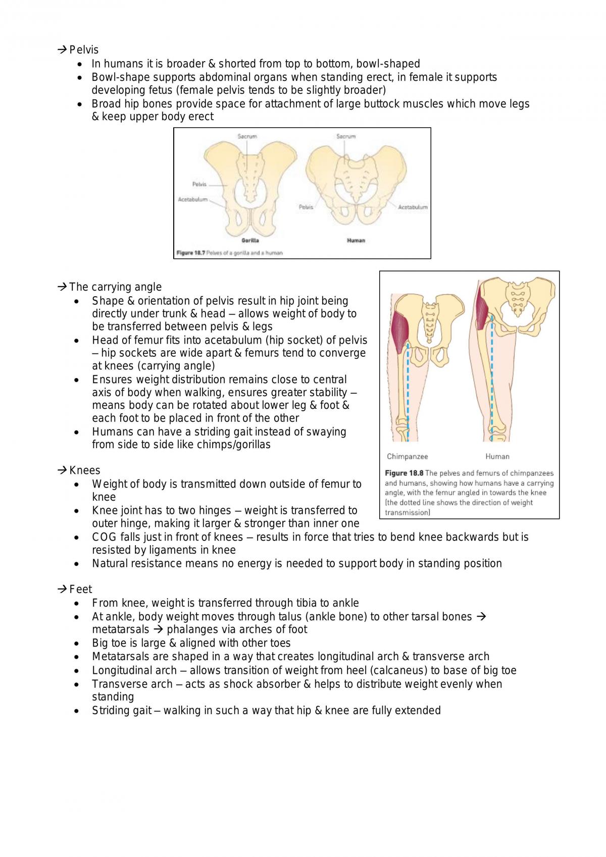 Evolution Notes - Page 17