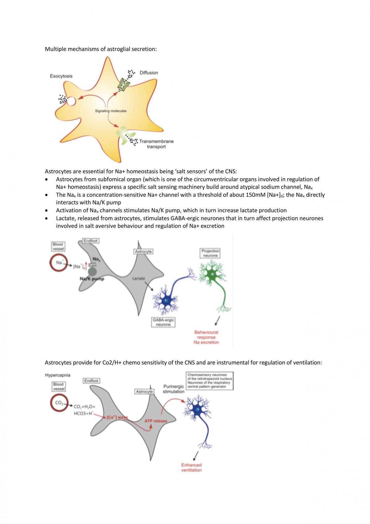 How to Make a Brain revision notes - Page 23
