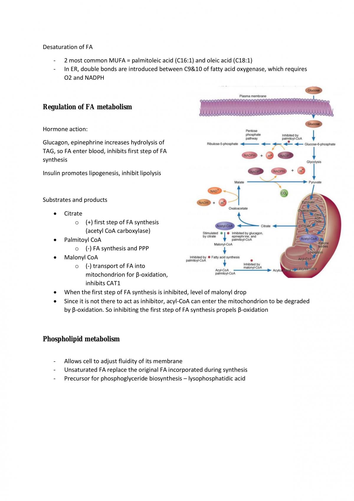Lipid Metabolism - Page 17
