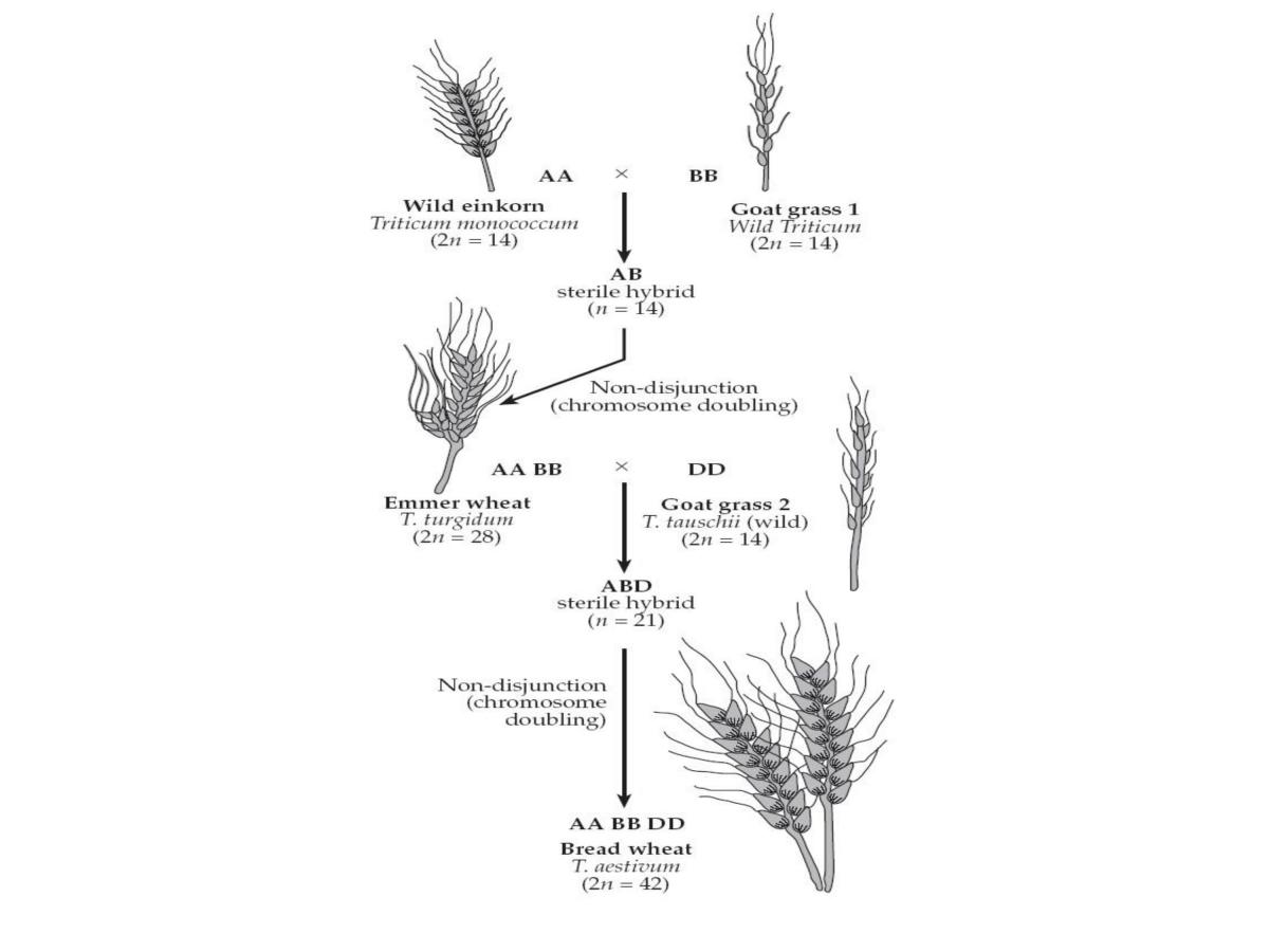 Speciation - Page 87
