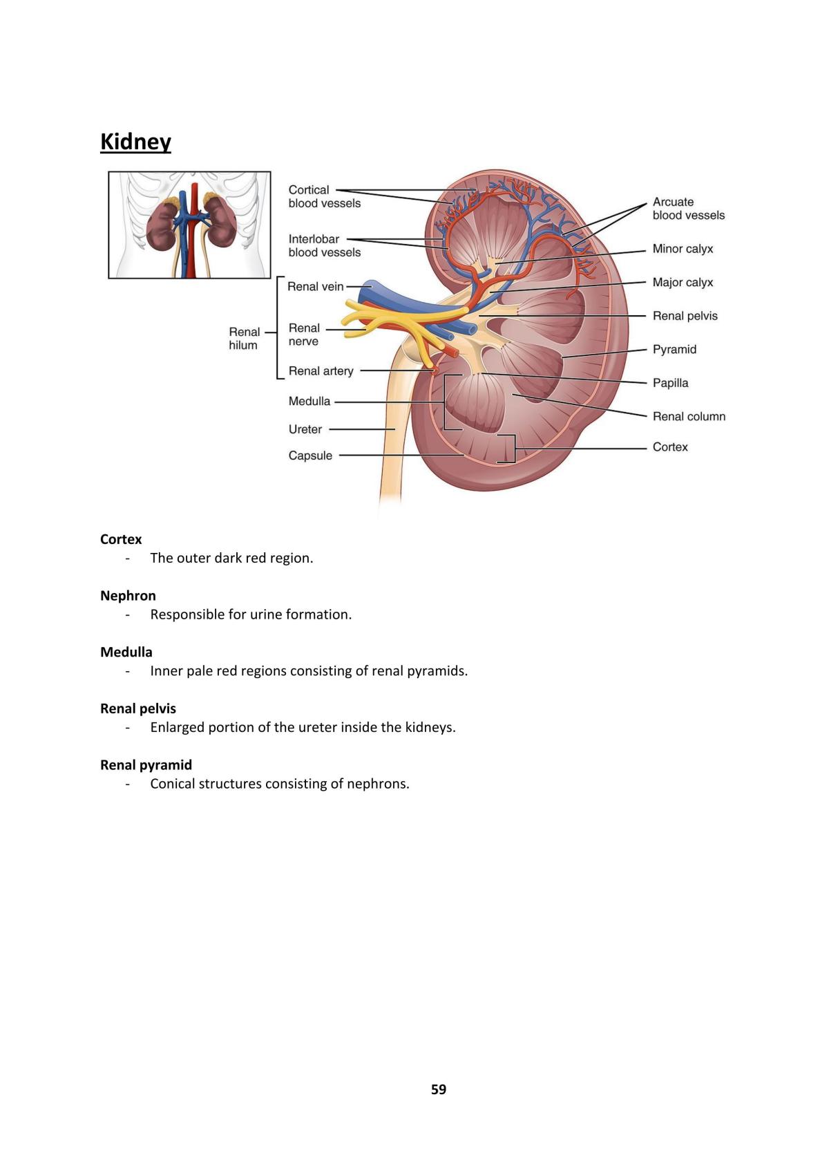 Biology A level notes - Page 59