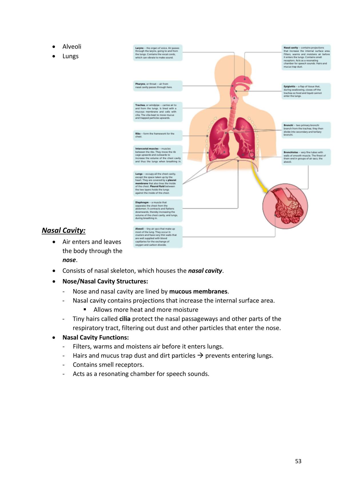 Human Bio Notes - Page 54